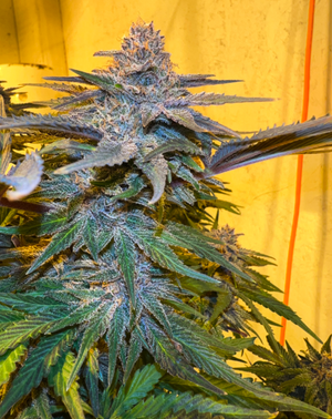 High Alpine Genetics Legendary Platinum Og Diesel Edition