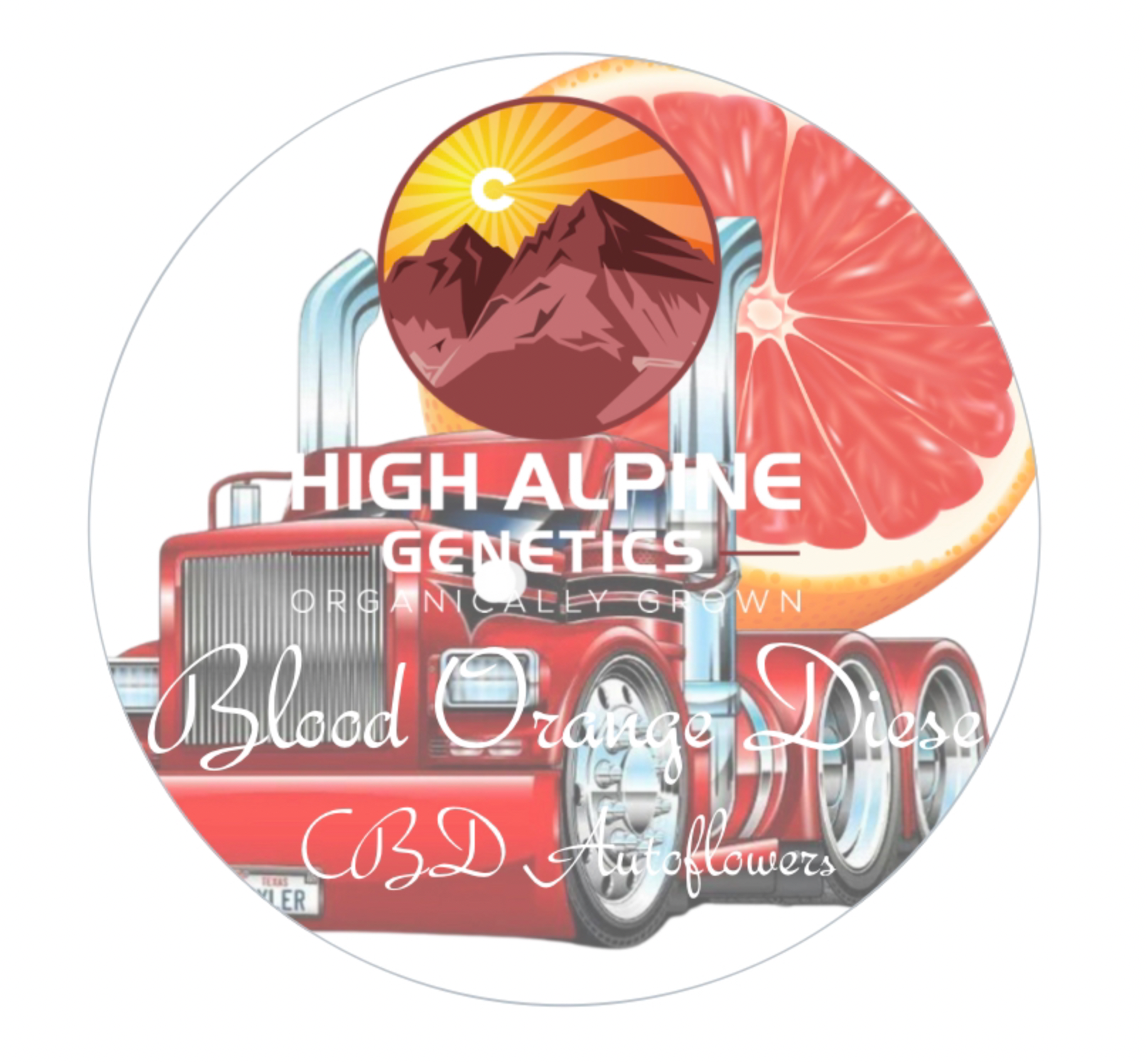 High Alpine Genetics - Blood Orange Diesel Auto F3’s